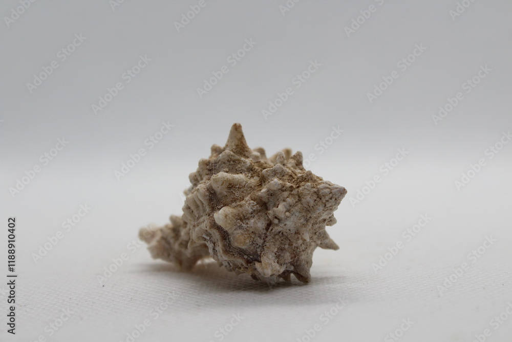 Corneta - Hexaplex trunculus - Murex trunculus, Phyllonotus trunculu isolated on a white background
Corneta - Hexaplex trunculus - Murex trunculus, Phyllonotus trunculu isolated on a white background