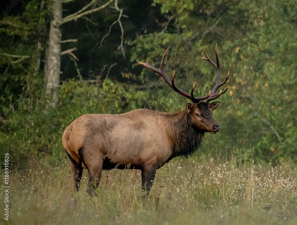 Dark Antlers With Bright Tips On Large Bull Elk Dark Antlers With Bright Tips On Large Bull Elk