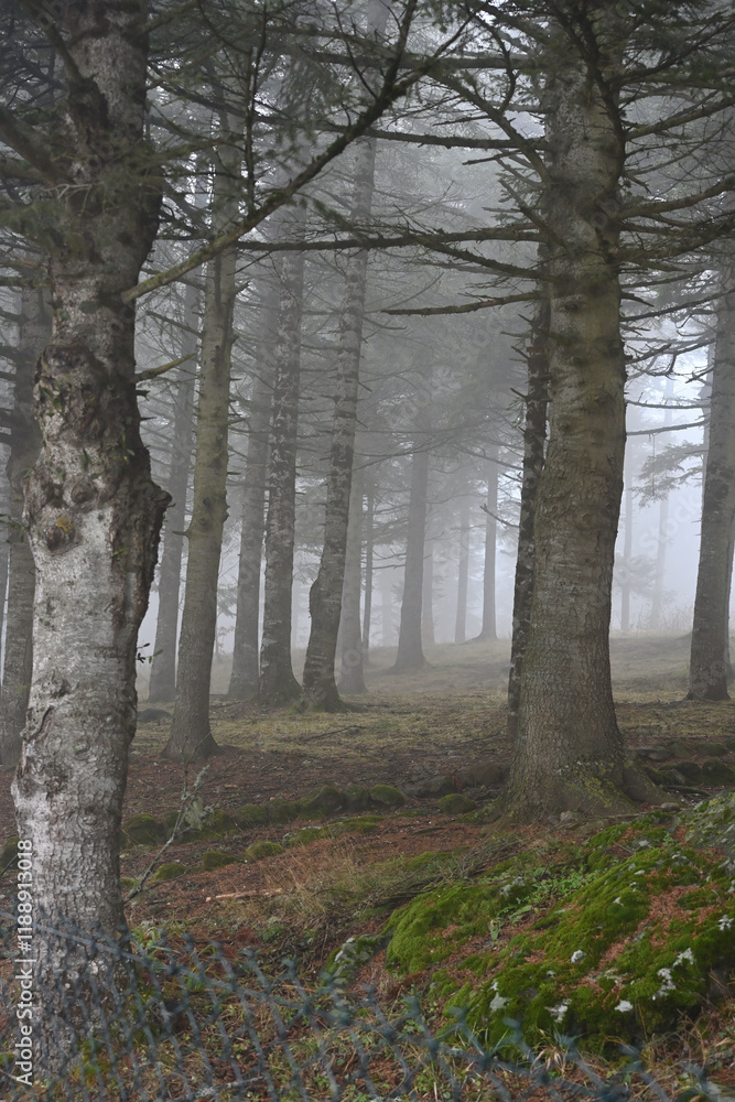 A Mystical Journey Through the Enchanted Misty Forest: Embracing Nature's Tranquility and Serenity Among Whispering Pines A Mystical Journey Through the Enchanted Misty Forest: Embracing Nature's Tranquility and Serenity Among Whispering Pines