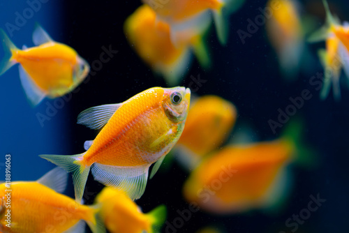 Neon Yellow Skirt Tetra fish pet in an aquarium.. Gymnocorymbus ternetzi photo