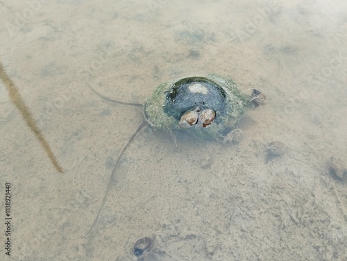 Pila ampullacea or snails in the rice field. Animal in wildlife  photo