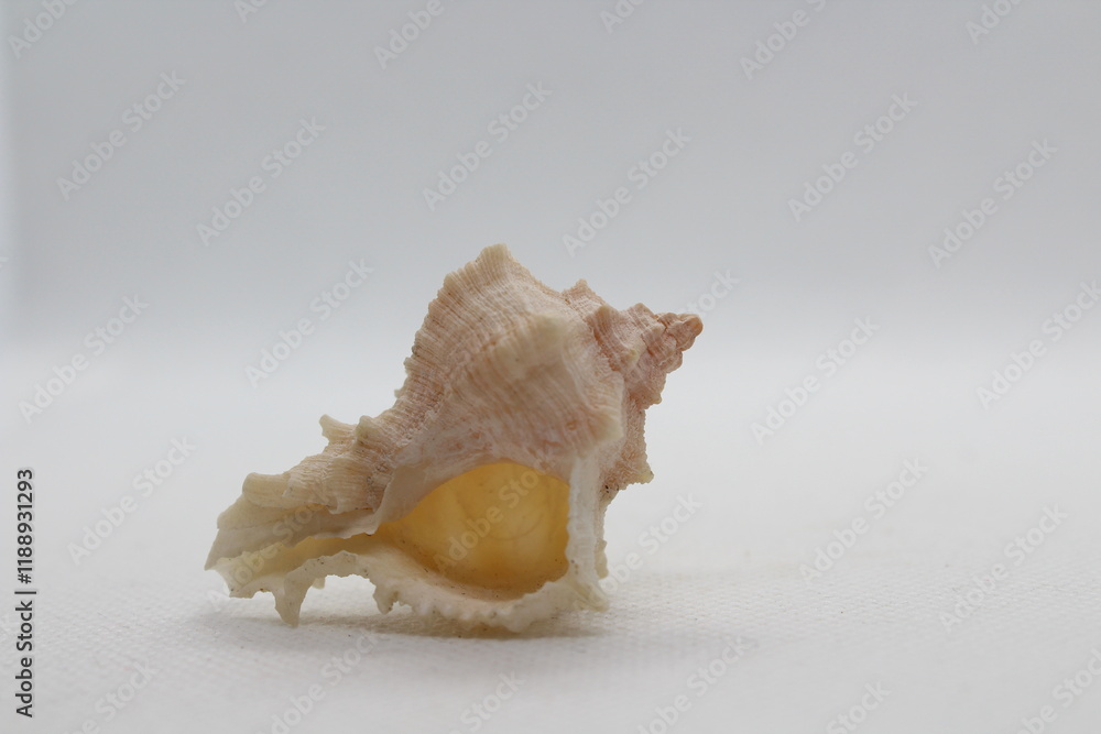 Spiny Dye Murex (bolinus Brandaris) on a white background
Spiny Dye Murex (bolinus Brandaris) on a white background