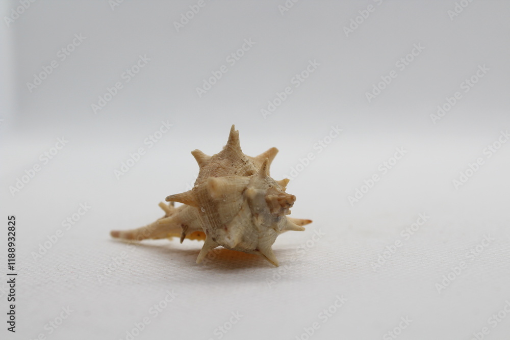 Spiny Dye Murex (bolinus Brandaris) on a white background
Spiny Dye Murex (bolinus Brandaris) on a white background
