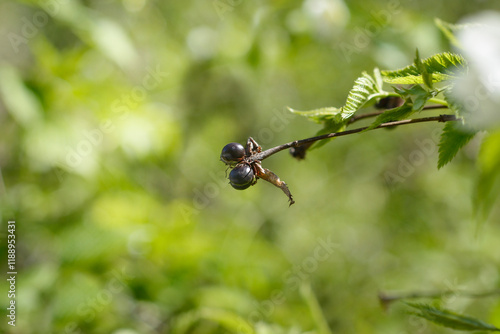 Black jet-bead branch with seeds photo