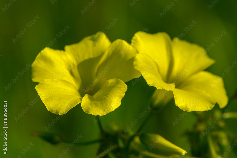 Obraz premium Bright yellow blossoms catching sunlight in a serene garden setting during late afternoon hours