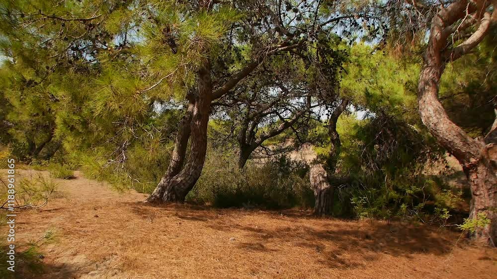 A picturesque sandy landscape in Antalya, Turkey, featuring tall pine trees and a clear blue sky, perfect for nature lovers. A picturesque sandy landscape in Antalya, Turkey, featuring tall pine trees and a clear blue sky, perfect for nature lovers.
