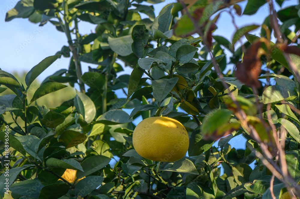 Citrus fruits ripening under bright sun in an orchard during late afternoon hours Citrus fruits ripening under bright sun in an orchard during late afternoon hours