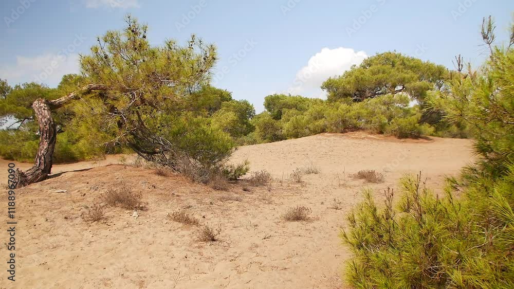 A peaceful sunny day in Antalya Mediterranean forest with dry pine trees, scattered branches, and warm natural beauty. A peaceful sunny day in Antalya Mediterranean forest with dry pine trees, scattered branches, and warm natural beauty.