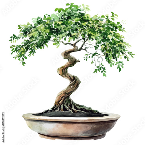 A watercolor vector painting of a tamarind bonsai, isolated on a white background. Tamarind bonsai vector.

