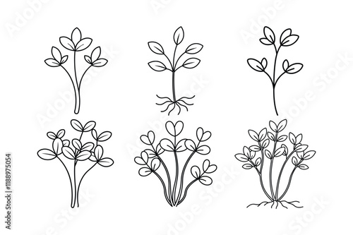 Alfalfa Sprouts (Medicago sativa) design, labeled line art vector illustration