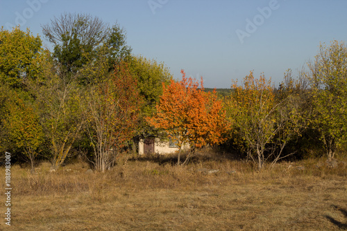 Yellow tree near the white house. Boguchar village photo