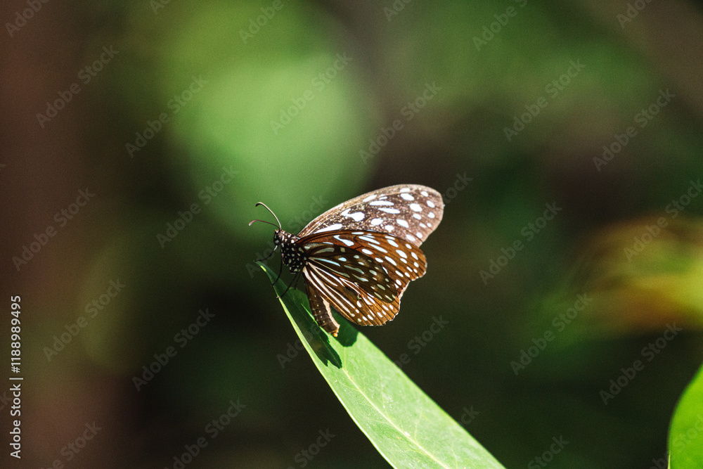 Fototapeta premium Close up of Blue Tiger Butterfly. Tirumala septentrionis, the dark blue tiger, is a danaid butterfly.