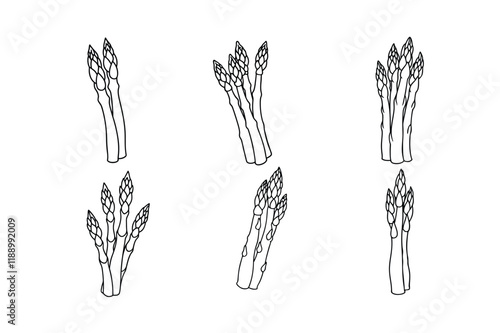 Asparagus (Asparagus officinalis) design, labeled line art vector illustration