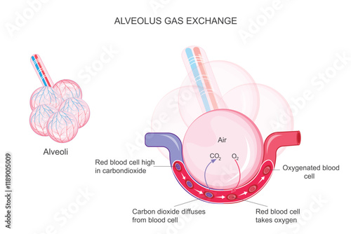 Alveolus gas exchange occurs as oxygen diffuses into blood and carbon dioxide diffuses out, across thin alveolar walls surrounded by capillaries.