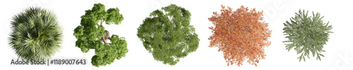 set of trees rendered from the top view, 3D illustration, for digital composition, illustration, 2D plans, architecture visualization