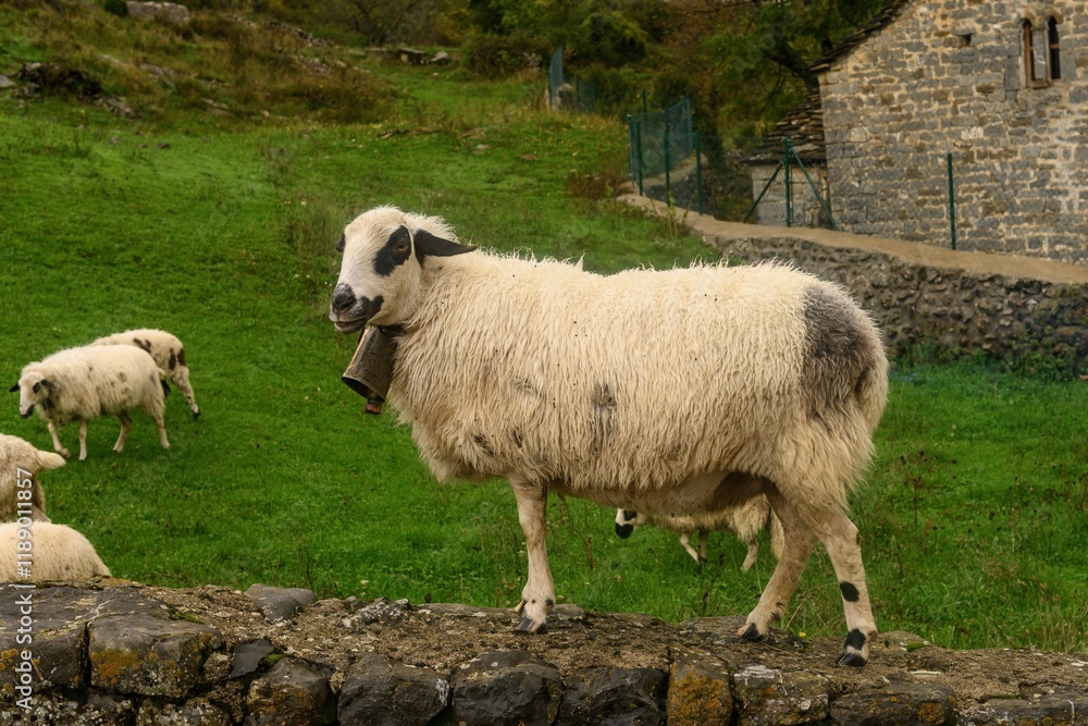 Obraz premium Sheep Standing on a Stone Wall in a Misty Green Landscape