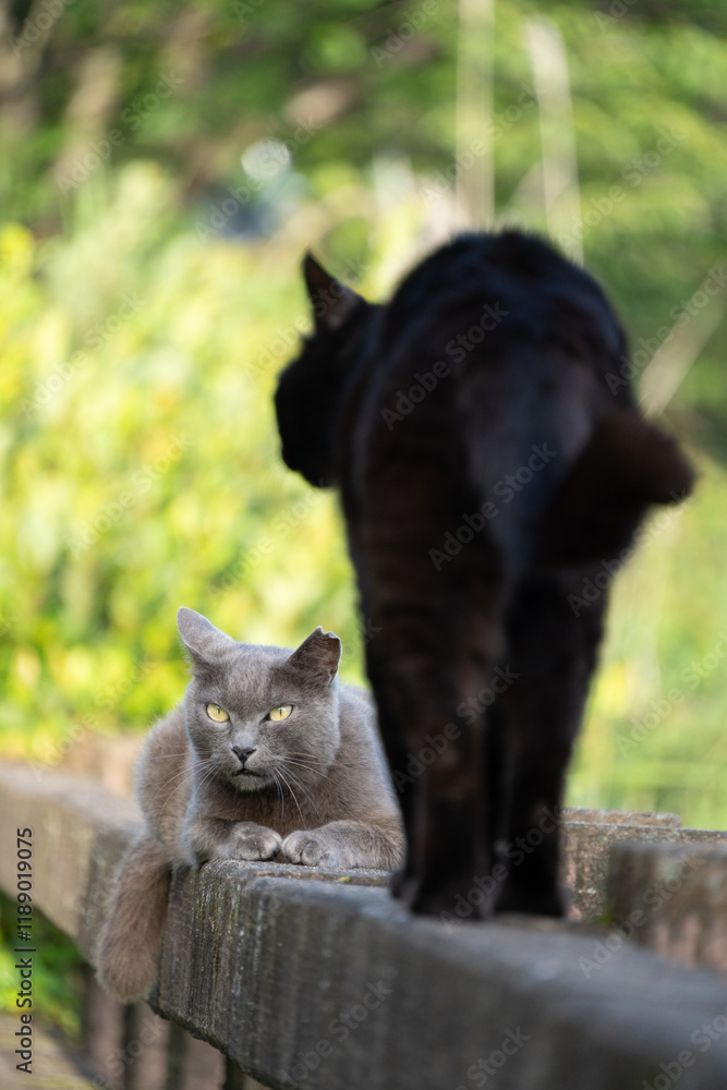 自然公園の柵の上で相対する黒猫と威嚇するグレーの毛並みの野良猫達