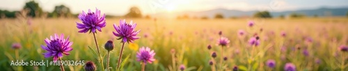 Open purple prairie clover flowers on a sunny field, wildflower field, colorado photo