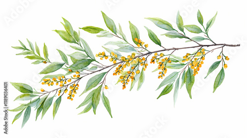 Hand drawn watercolor illustration of botanical foliage. osier ash oak acacia blackwood willow lancet eucalyptus laurel branch isolated against white background. Blazewood. Illustration