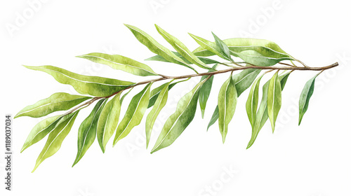 Isolated on white background, hand drawn watercolor illustration botanical leaves. osier ash oak acacia blackwood willow lancet eucalyptus laurel branch. Blazewood. Illustration