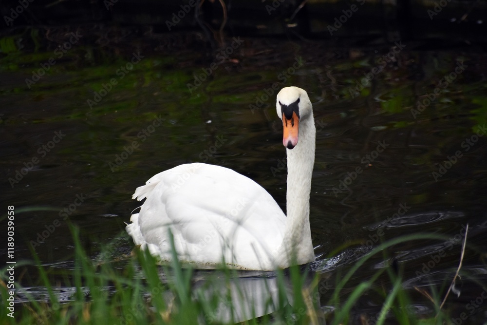 Fototapeta premium White swan on the water.