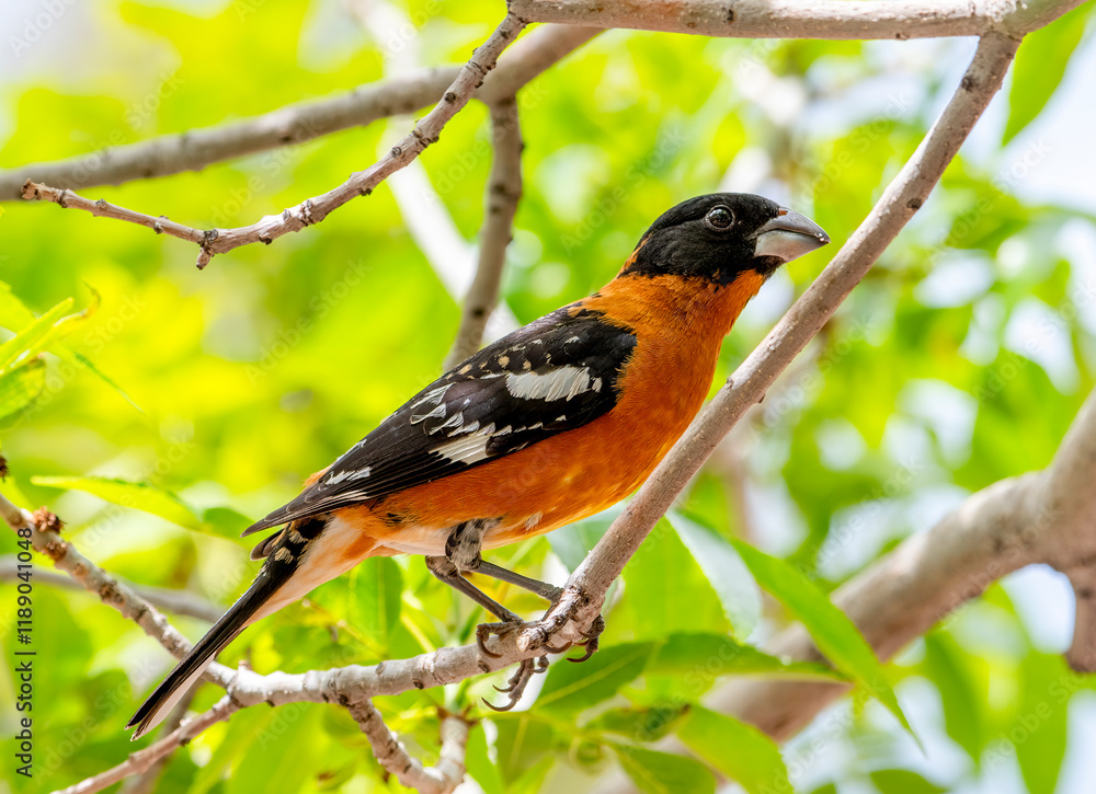 Black-headed Grosbeak Black-headed Grosbeak