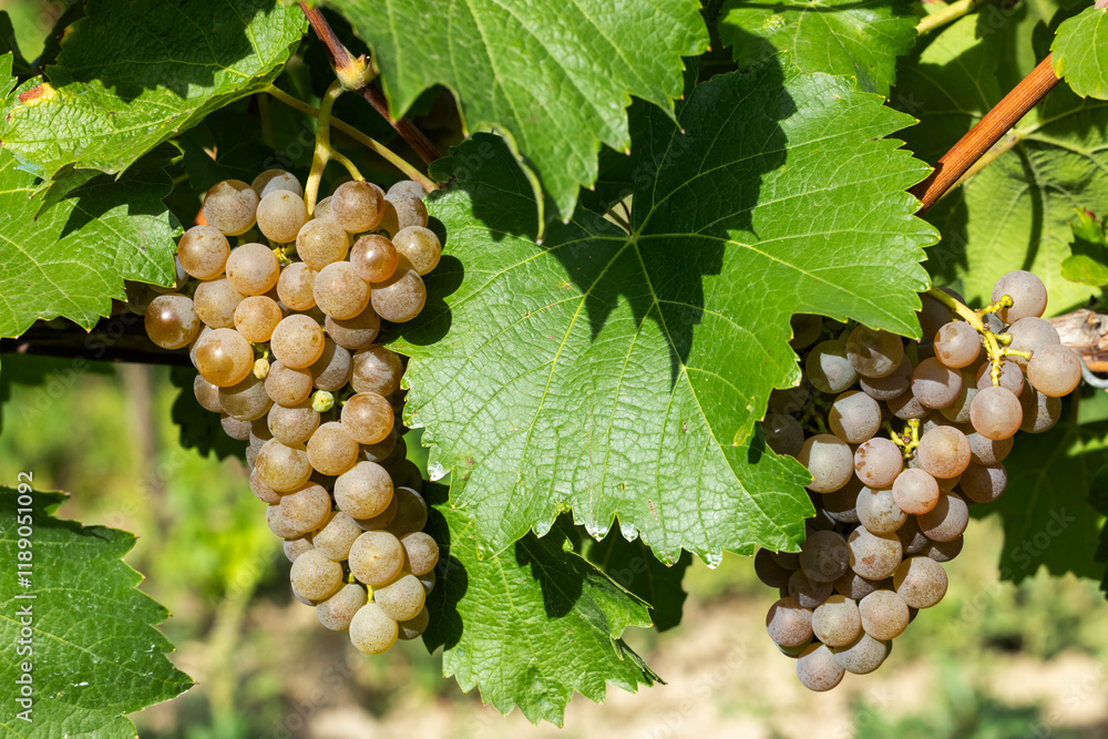 Fototapeta premium Vineyard with Hibernal near Cejkovice, Southern Moravia, Czech Republic
