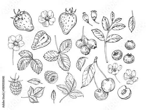 Berries collection of vector illustrations hand drawn in ink. Strawberry, cherry, raspberry and blueberry isolated on white background compositions and objects. Set of elements for label design