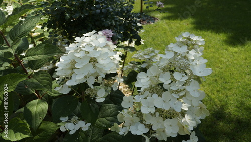 Photos Hydrangea paniculata Grandiflora, white hydrangea on a natural background on a