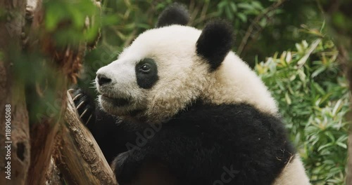 Giant Panda Climbs Tree. Bear Or Simply, Is Bear Species Endemic To China. Panda Diplomacy. National Symbol Of China, Personifying Sincerity, Friendliness, Tolerance And Kindness. Travel To China photo