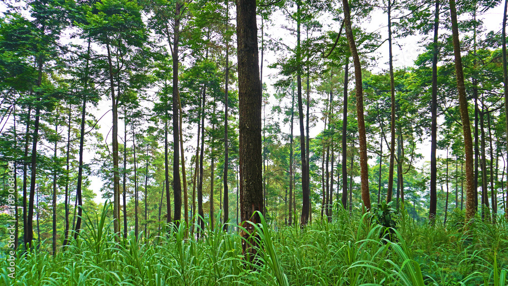 Serene Forest Landscape with Lush Green Grass and Tall Trees Serene Forest Landscape with Lush Green Grass and Tall Trees