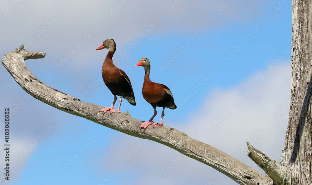 Fototapeta premium Duck and family 