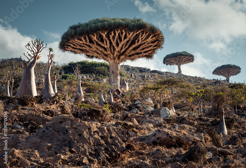 Dragon blood tree and Bottle tree, Desert rose in Homhil, endemic plants in Socotra on a daytime  - the only one of its kind in the world. Symbol of the island Socotra. Socotra, Yemen, Middle East.