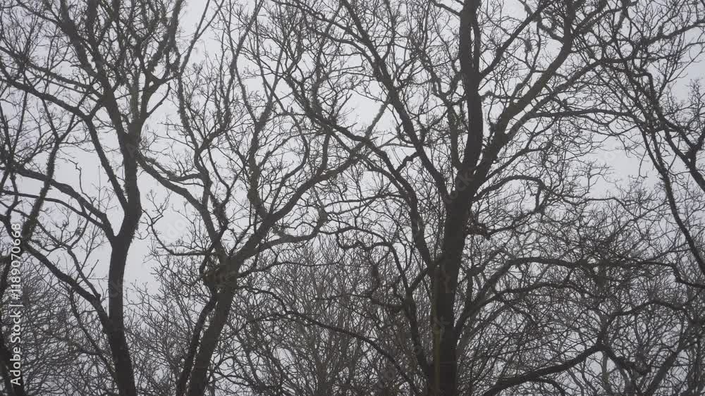 Panoramic scene of large, leafless tree branches creating intricate patterns against a foggy, gray winter sky. The mist adds a mysterious and serene atmosphere to this captivating landscape. Panoramic scene of large, leafless tree branches creating intricate patterns against a foggy, gray winter sky. The mist adds a mysterious and serene atmosphere to this captivating landscape.