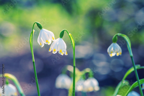 Obraz na płótnie Leucojum vernum or spring snowflake - blooming white flowers in early spring in the forest, closeup w salonie