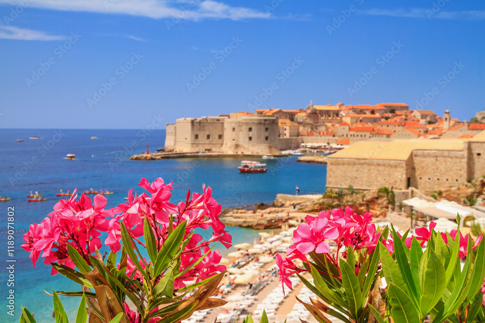 Coastal summer landscape - view of the blooming oleander and the Old Town of Dubrovnik with city beach on the Adriatic coast of Croatia