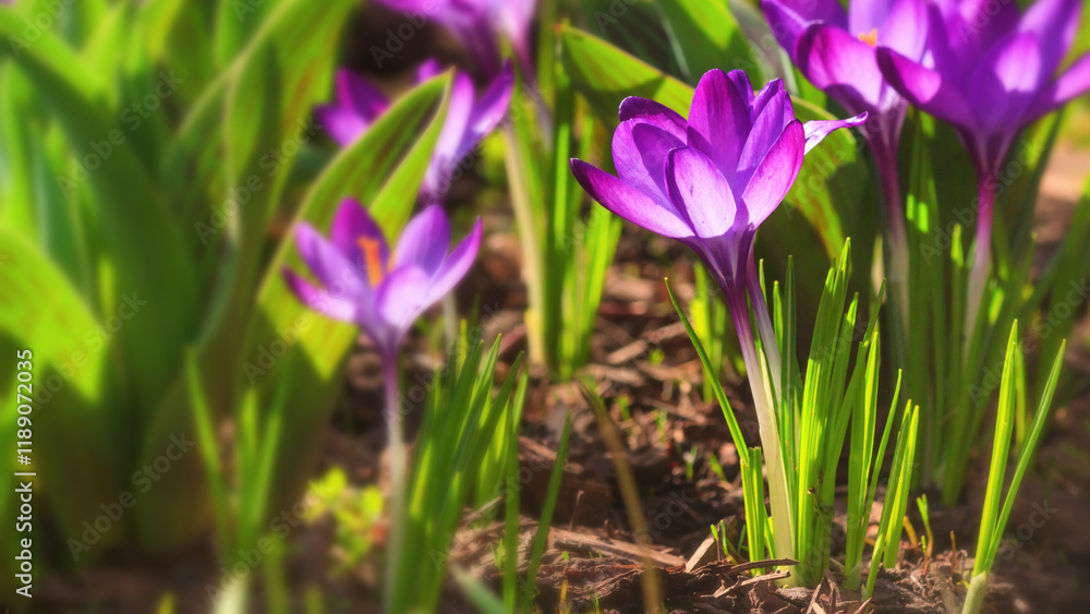 Close-up of blooming spring flowering plant of the Iridaceae family, violet crocuses, on natural background on a sunny day. Soft selective focus.
