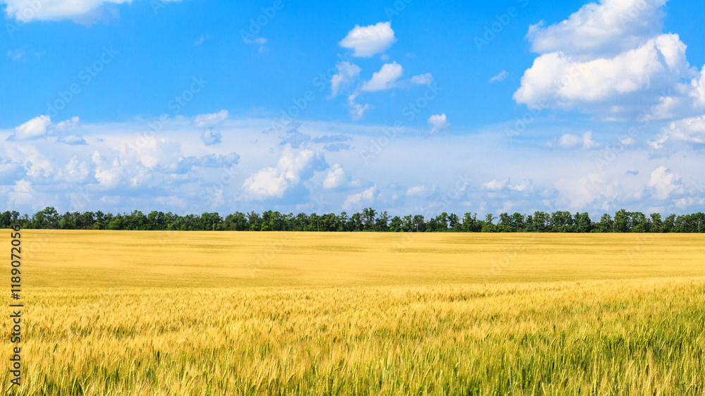 Rural landscape, banner - field of young wheat in the rays of the summer sun on a hot day