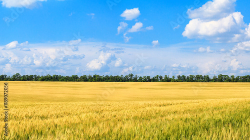 Obraz na płótnie Rural landscape, banner - field of young wheat in the rays of the summer sun on a hot day w salonie