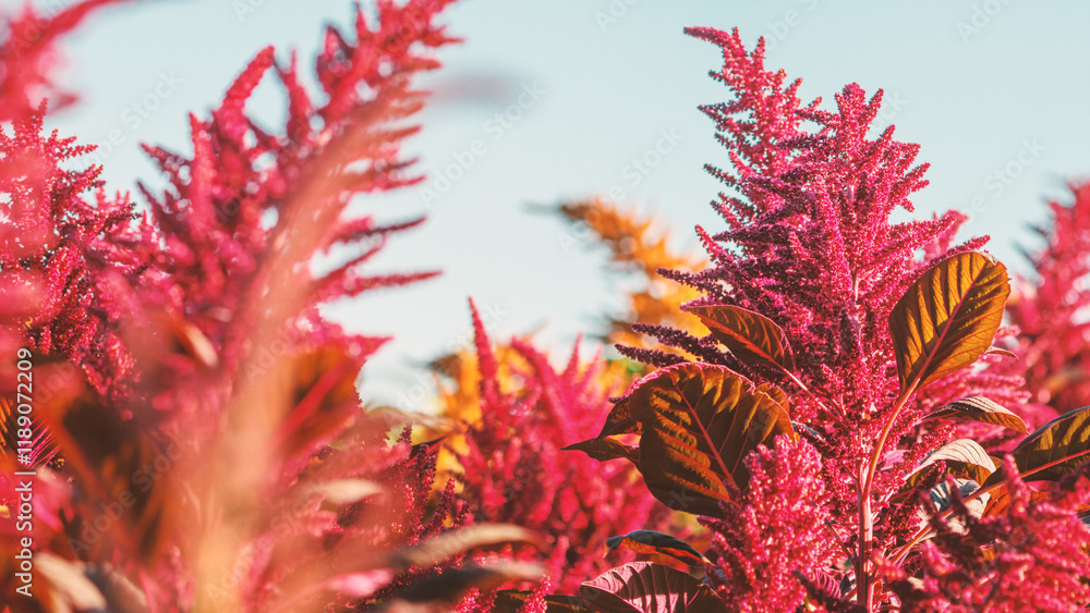 Flowering plants of the edible amaranth grow on the field in the rays of the setting sun against the backdrop of a clear sky. Selective focus