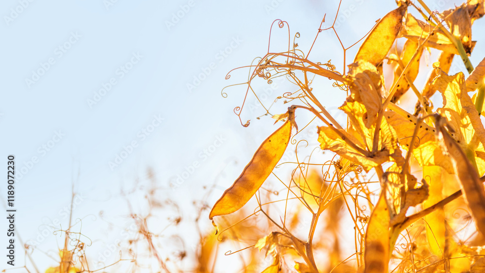 Rural landscape, banner - pea field in the rays of the summer sun, closeup with space for text