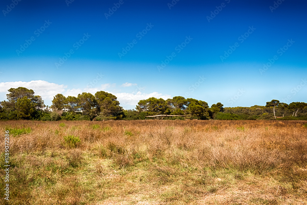 Obraz premium Nature in Majorca