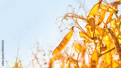 Obraz na płótnie Rural landscape, banner - pea field in the rays of the summer sun, closeup with space for text w salonie
