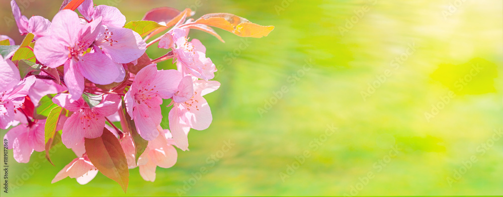 Spring background, panorama - pink flowers of apple tree on the background of a green blurred foliage. Horizontal banner with space for text