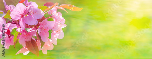 Obraz na płótnie Spring background, panorama - pink flowers of apple tree on the background of a green blurred foliage. Horizontal banner with space for text w salonie