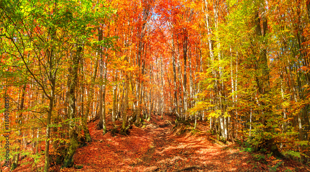 Autumn landscape - view of a forest road in the autumnal mountain beech forest, Carpathians, Ukraine