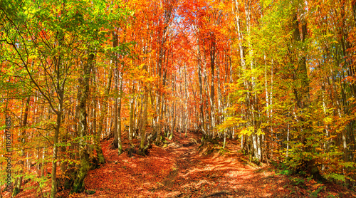 Obraz na płótnie Autumn landscape - view of a forest road in the autumnal mountain beech forest, Carpathians, Ukraine w salonie