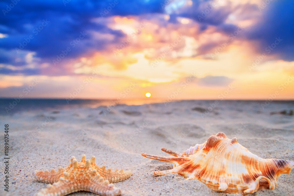 View of a beach with starfish and seashell on the sand at sunset, selective focus. Concept of sandy beach holiday, background with copy space for text