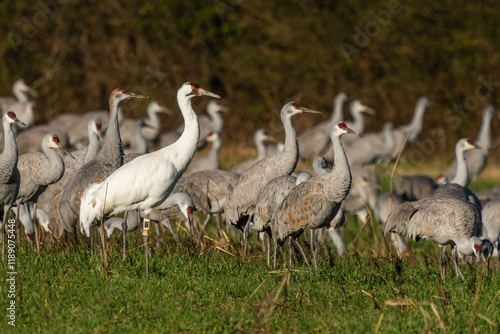 A Whooping Crane feeding in a field with Sandhill Cranes photo