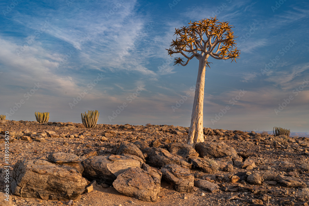 The beautiful trees in the Namib Desert, Namibia and South Africa. Against a dry and arid dune and mountain backdrop The beautiful trees in the Namib Desert, Namibia and South Africa. Against a dry and arid dune and mountain backdrop